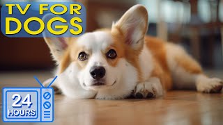 24 HOURS Anti Anxiety Music for Dog: TV for Dogs & Fast-Boredom Busting Videos for Dogs  with Music