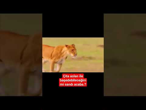 çita aslan la baş edeceğini zan ediyor #eşek #belgesel #kaplan #kartal #kurd #cita #boğa #ayi #köpek