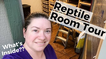 REPTILE ROOM TOUR - April 2020 | Ball Pythons and Rodents | Breeding Ball Pythons