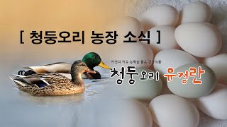 청둥오리의 출생에서 부터 1년간 성장과정 기록영상