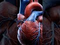 3D Anatomy: Understanding Heart Valves & Blood Circulation