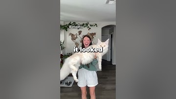 She Recorded The Growth Of Her Mainecoon 😱😂