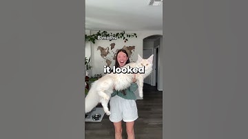 She Recorded The Growth Of Her Mainecoon 😱😂