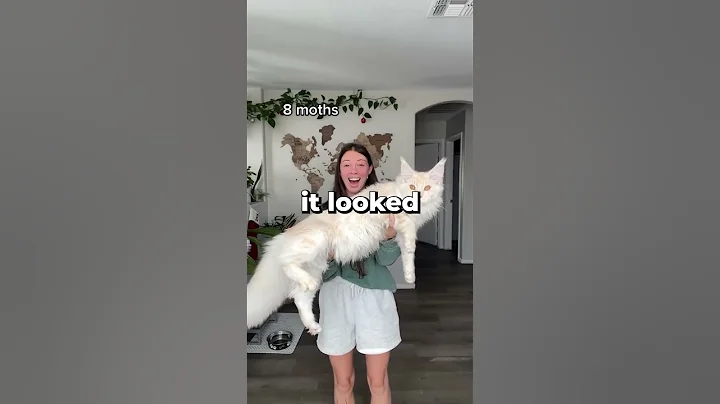 She Recorded The Growth Of Her Mainecoon 😱😂 - DayDayNews