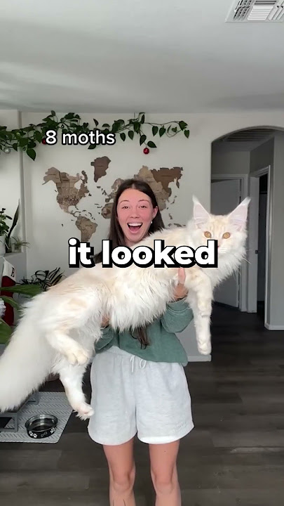 She Recorded The Growth Of Her Mainecoon 😱😂