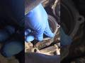 Land Rover Defender TD5 Centrifugal filter housing inspection #automobile #mechanic #youtubeshorts