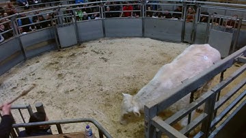 Kinclune Charolais Dispersal 08.11.2025