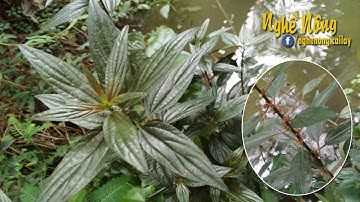 Công dụng của cây thuốc dòi đối với sức khỏe