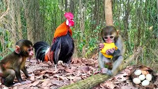 Baby Monkey Luffy Follows The Hunter To Hunt Wild Chicken