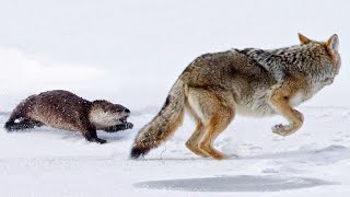 River Otter - Agile in the water and Fearless on land! Even Coyotes are afraid of her!