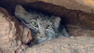 Pallas cat guide: where do they live, what do they eat - and how do these  cats cope with the cold? - Discover Wildlife Pallas cat facts: size, diet,  habitat