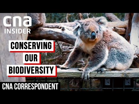 Protecting Biodiversity Amid Habitat Loss - Australia, Philippines & Singapore | CNA Correspondent