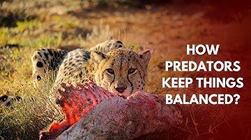 What role do predators play in maintaining ecosystem balance?