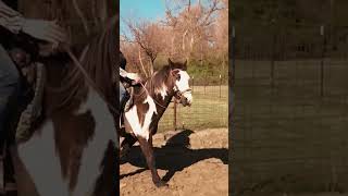 Working on a turnontheforehand  forehand hindquarters turns horse beginner ridinglessons