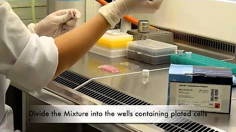 Transfection, Part II