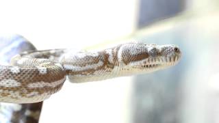 Kuranda Rail, Skyrail and Hartley's Crocodile Adventures