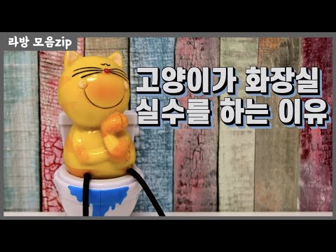 고양이의 일상중 제일 중요한게 이거에요. 이거 !