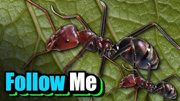 Why Do Ants Follow Each Other in a Line?