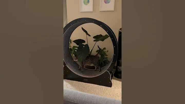 Watch the video about Exercising privacy plz 😸 #cat #catshorts #funnyanimals #savannah #funnycats #cute #savannahs #funny