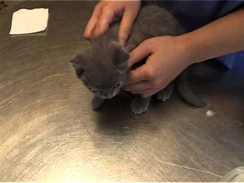 Video: Zdravlje Mokraćnog Sustava Vaše Mačke