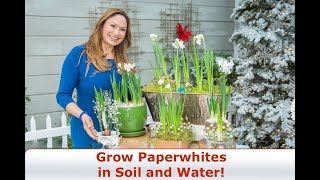 Paperwhites/ Complete Growing Guide/ Grow Paperwhites in Soil and Water! 😀Shirley Bovshow by Eden Maker by Shirley Bovshow 2,411 views 2 years ago 5 minutes, 15 seconds