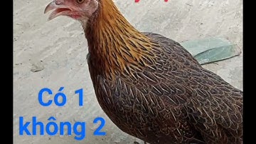 tiếng gà mái rừng gọi trống cực hay. rừng rặc ko tạp âm, nghe là đến