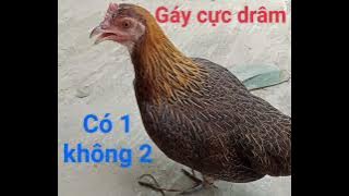 tiếng gà mái rừng gọi trống cực hay. rừng rặc ko tạp âm, nghe là đến