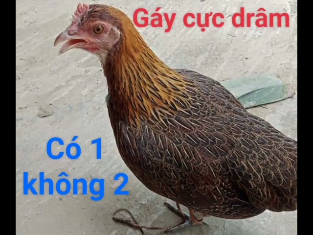 tiếng gà mái rừng gọi trống cực hay. rừng rặc ko tạp âm, nghe là đến class=