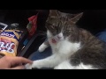 Cat Sees Owner After a Long Time Apart
