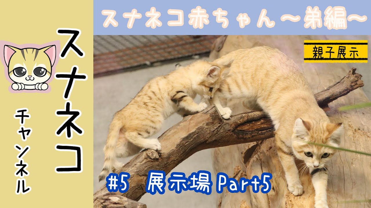 スナネコチャンネル スナネコ赤ちゃん 弟編 5展示場part5 Youtube