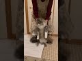 【伸びる猫】どこまで伸びるかやってみた🐱✨short movie