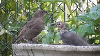 Download lagu 5 February 2023