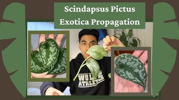 Propagating Satin Pothos | Scindapsus Pictus Exotica