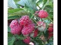 Обзор малиновых деревьев Богатырь. Весенняя посадка Киви Overview of raspberry trees BogatyrHimbeere