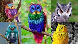 The most beautiful Owls in the world / beautiful Owl on Planet Earth / beautiful Owls Breeds/ OWL by BEAUTIFUL WORLD 2,054 views 1 year ago 3 minutes, 6 seconds