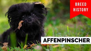 Overview Of The Affenpinscher Dog Breed's History And Characteristics