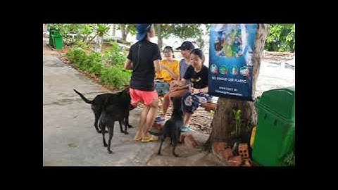 Chương trình tình nguyện bảo tồn rùa biển Côn Đảo