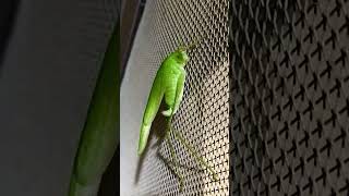 The Curved Structure On This Female Katydid Is The Ovipositor Which Is The Egg Laying Structure.