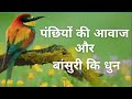 Bird sound and flute music combined nature       