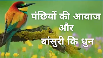 Bird Sound and Flute Music Combined nature| पंछियों की आवाज और बांसुरी कि धुन