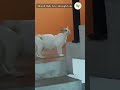 Mom Love #trending #viral #shorts #love #new #india #srilanka #uae #japan #israel #korea #italy #uk