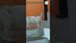 Mom Love #trending #viral #shorts #love #new #india #srilanka #uae #japan #israel #korea #italy #uk