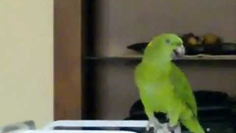 للبيع ببغاء يلوناب / سورة الاخلاص واناشيد/ الرياض 0569252863