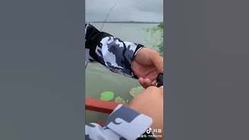 Cách móc ốc sống câu trắm đen