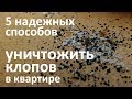 5 эффективных способов уничтожить постельных клопов в квартире