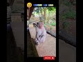 Monkey TikTok Funny/बंदर डर गया-SortsVide#monkey#tiktok#funny