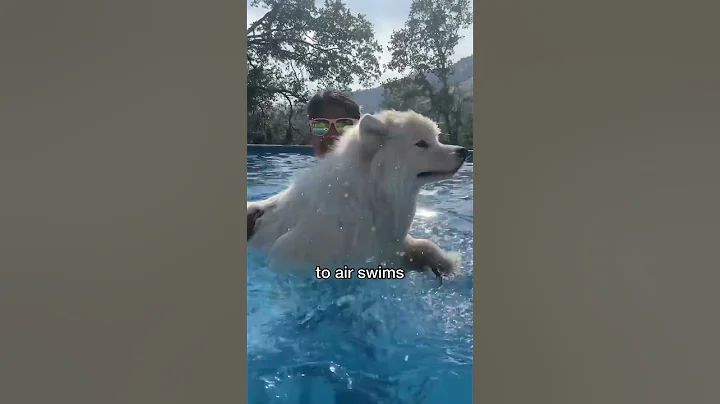I’m so proud of this little landcloud #dog #samoyed #shorts - DayDayNews