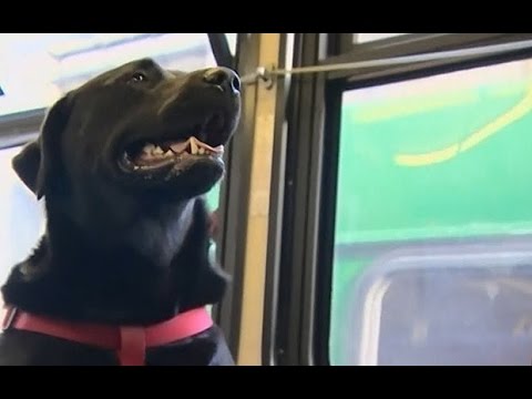 Video: Eclipse the Labrador fährt alleine mit dem Bus zum örtlichen Hundepark