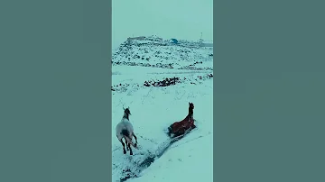 ودعت روحي حينما ودعتهم أنشودة رائعة بدون موسيقى 