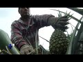 Hechos del Agro - Producción de piña orgánica